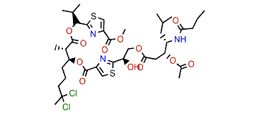 Lyngbyabellin I